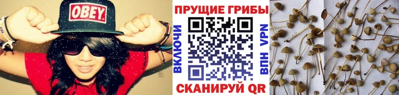 купить Котово Псилоцибиновые грибы Cubensis